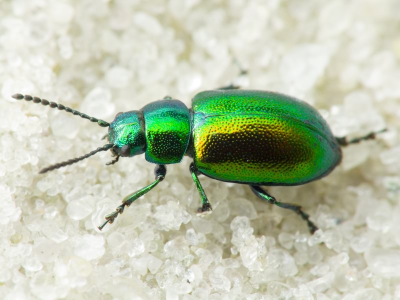 Gastrophysa viridula (De Geer, 1775)